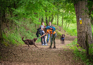 Drei Erwachsene Personen mit zwei Hunden auf einem mit Laub bedeckten Waldweg, eine Person und ein Hund im Vordergrund die gerade miteinander spielen 