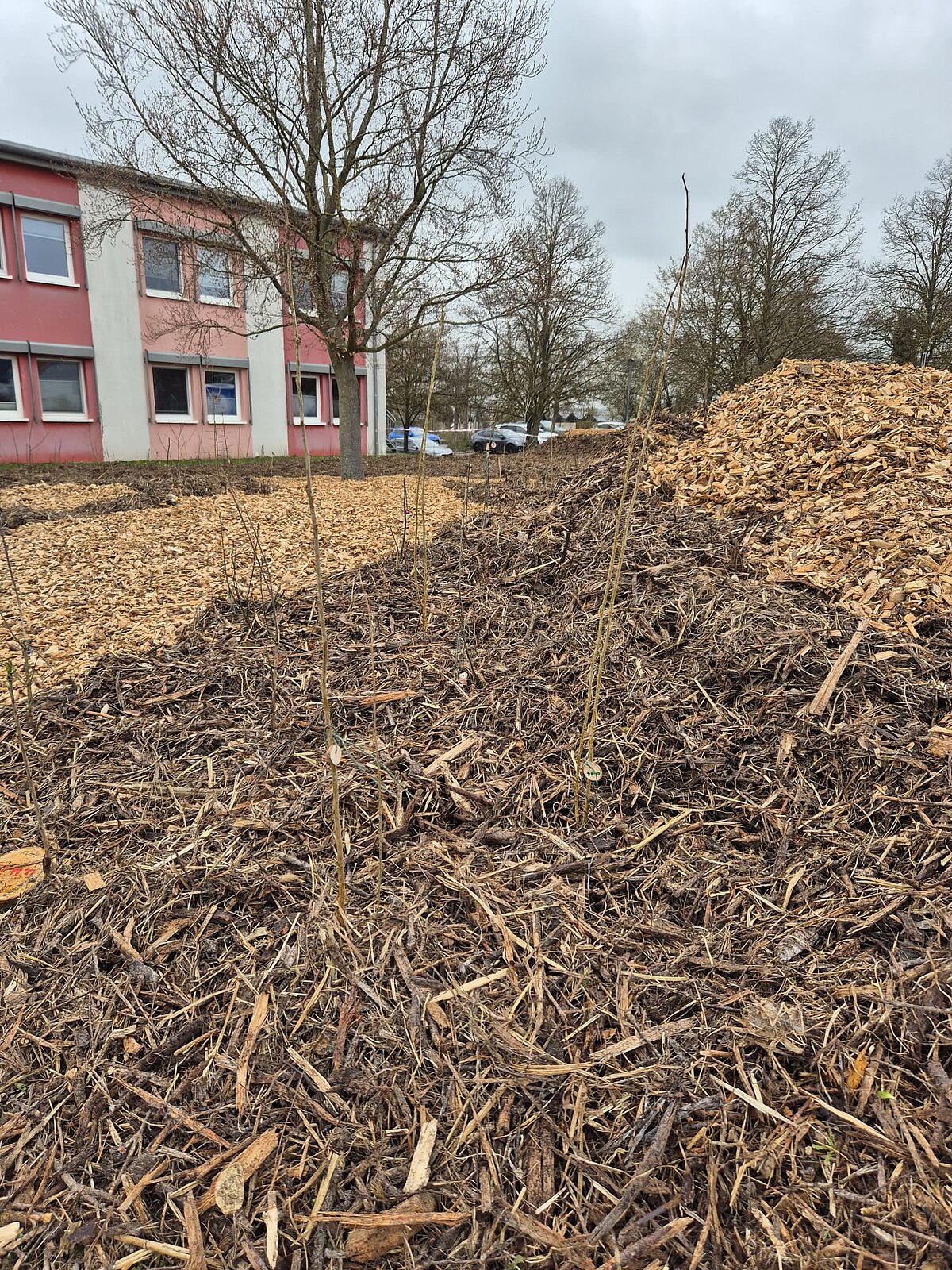 Mini-Wäldchen am Jobcenter
